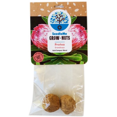 SeedleMe Grownuts - Grandiceps Protea