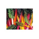 Livingseeds Spinach/Swiss Chard